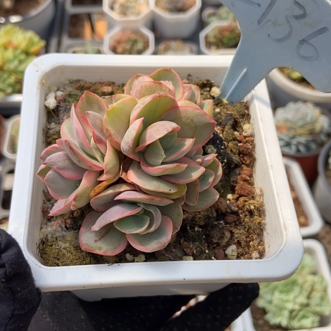 2136秀妍锦多肉植物保护