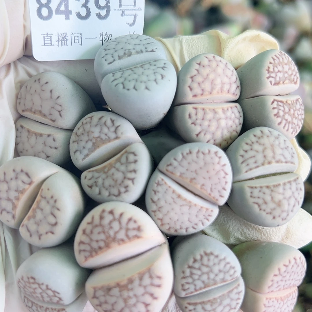 8439 好养易活生石花大母本12个2-2.5cm