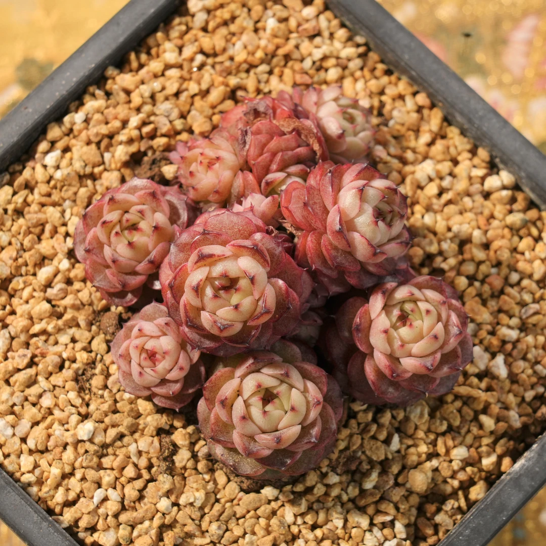 【从前慢甄选】巧克力摩卡多肉  量拍链接