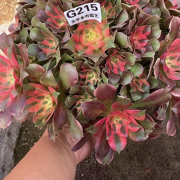 多肉植物香妃215多肉