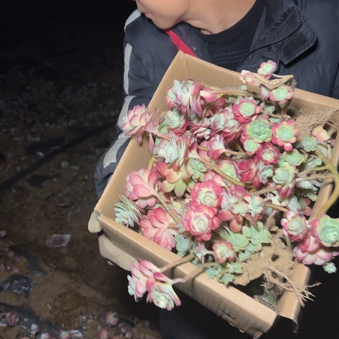 箱拍薄化妆多肉轻微断肢不售后看好在拍