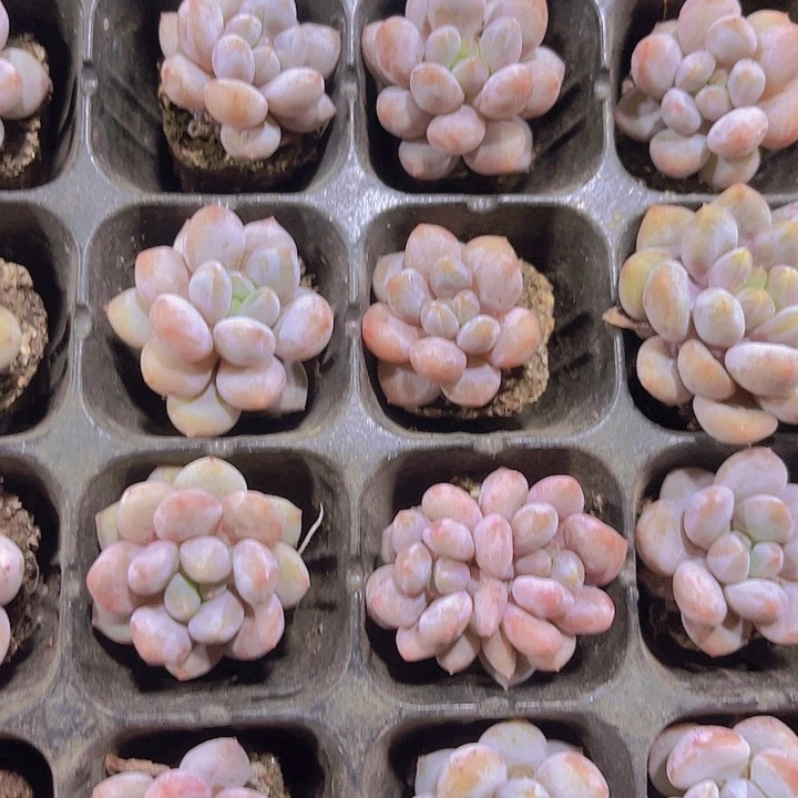 精品半夏多肉植物