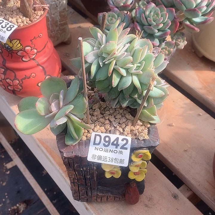 白凤缀化942 亏本处理7-8天发 玻璃心勿扰