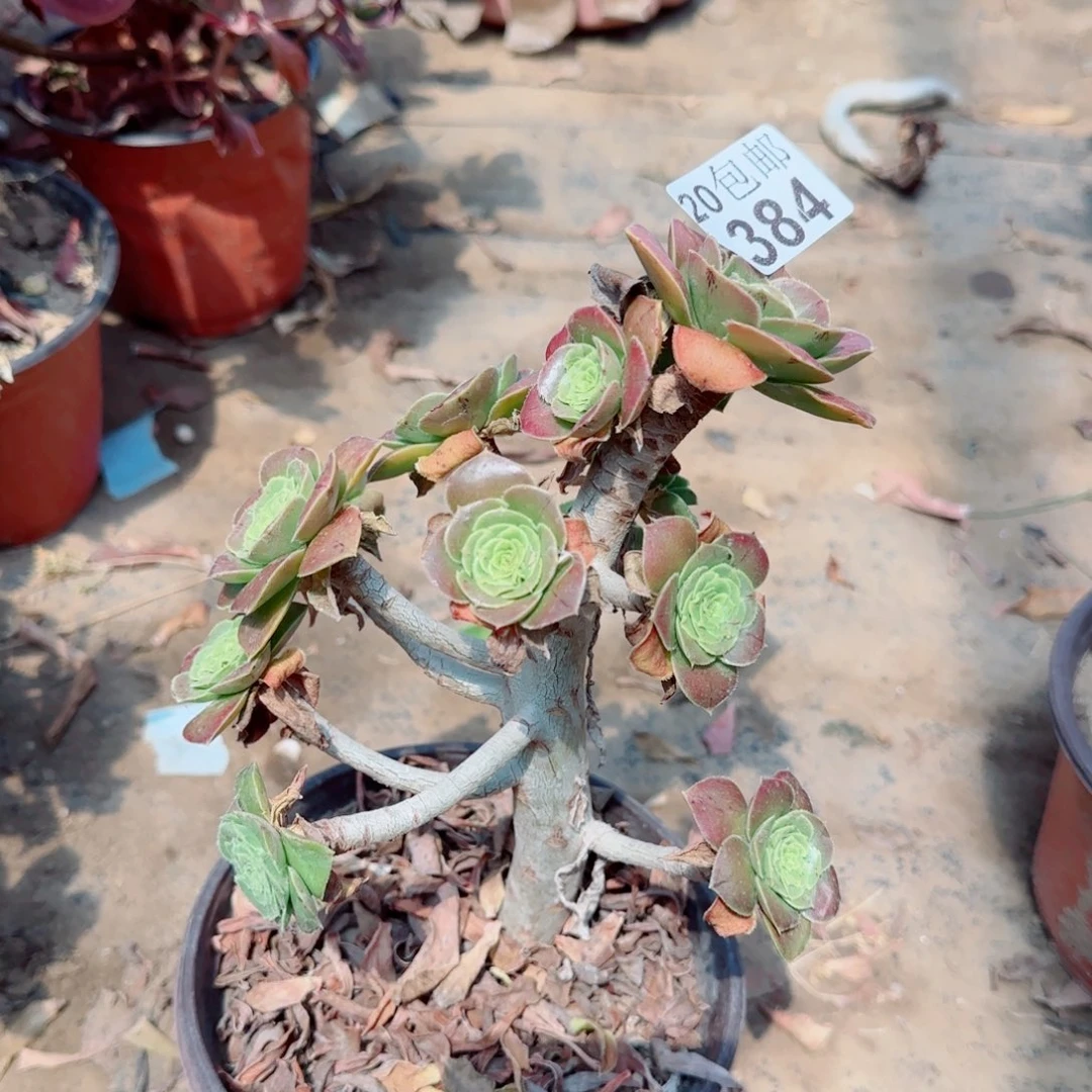 绿豆多肉384满20包邮断枝不包