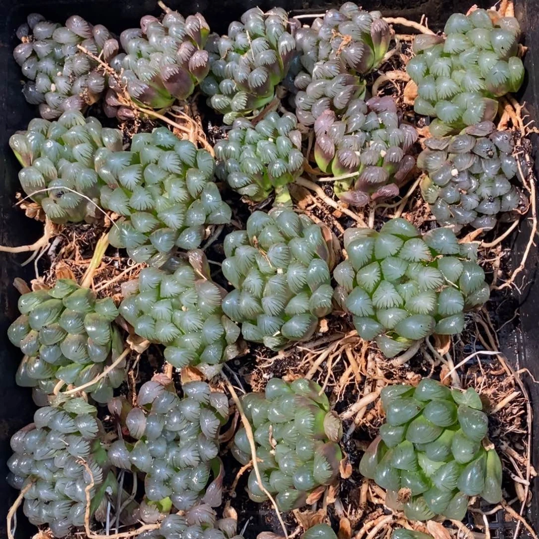 22122 一颗优选实生超大冰灯玉露 整点福利