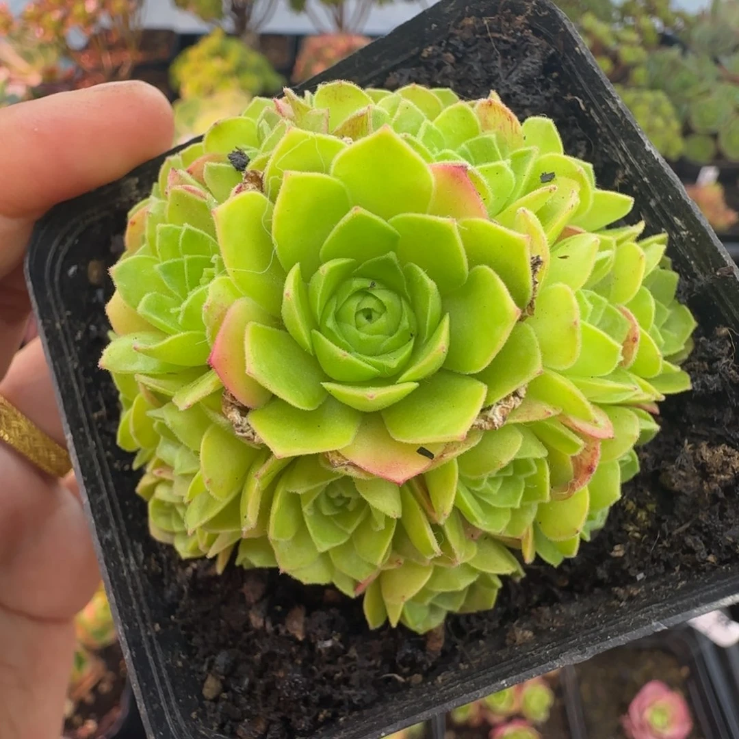 L711半城玫瑰米粒儿不含盆土