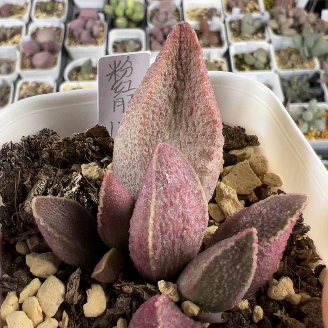 粉红猪肝多肉植物水泡