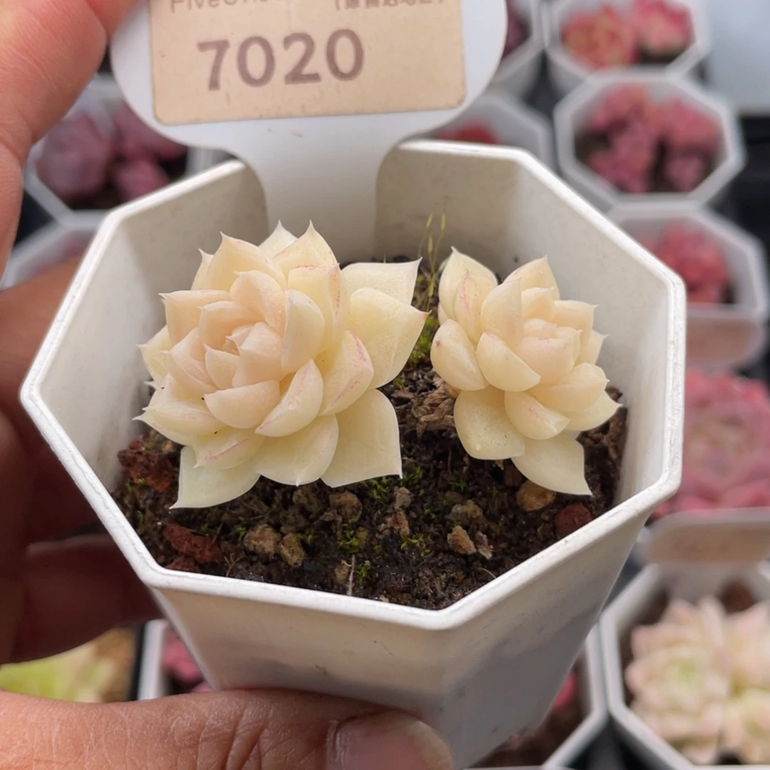 白天鹅7020-5.0厘米