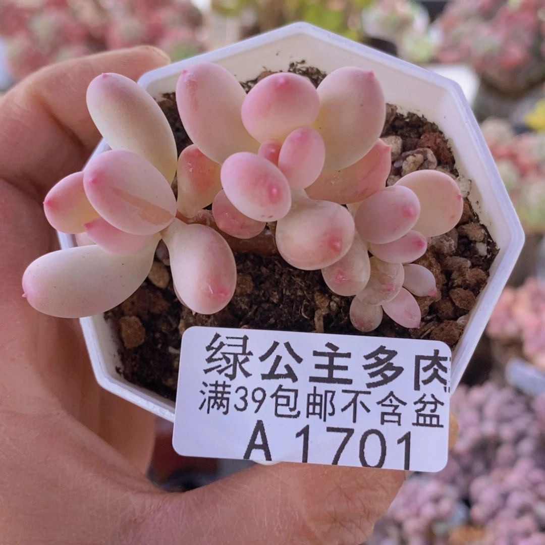 苹果奶6cm1701多肉植物
