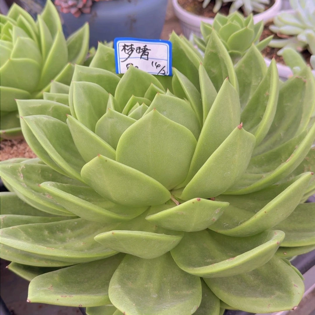 梦*?梦晴翠花凡艺多肉