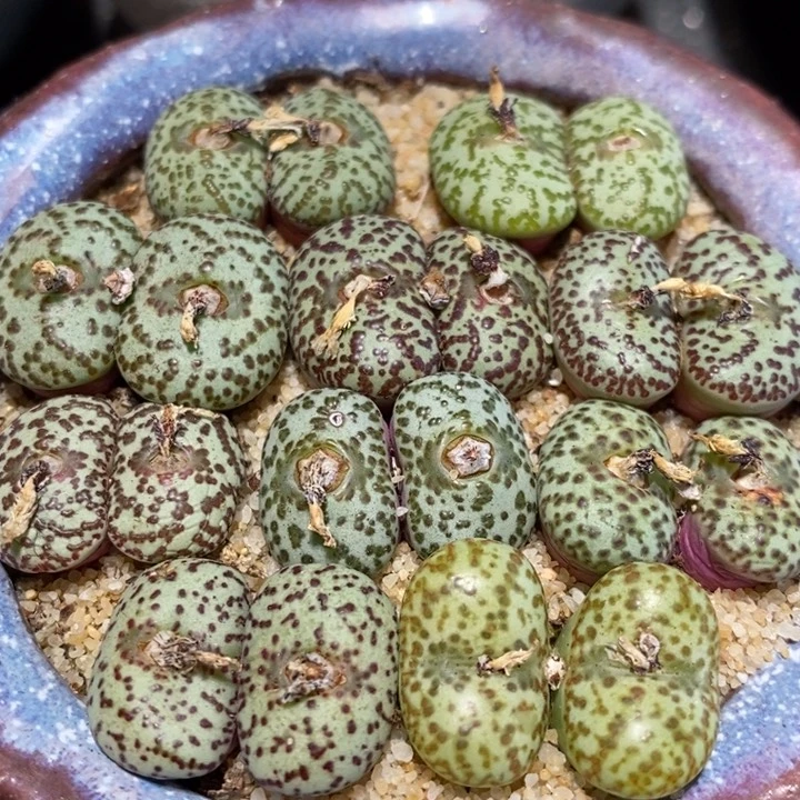 母本双头安贞一颗