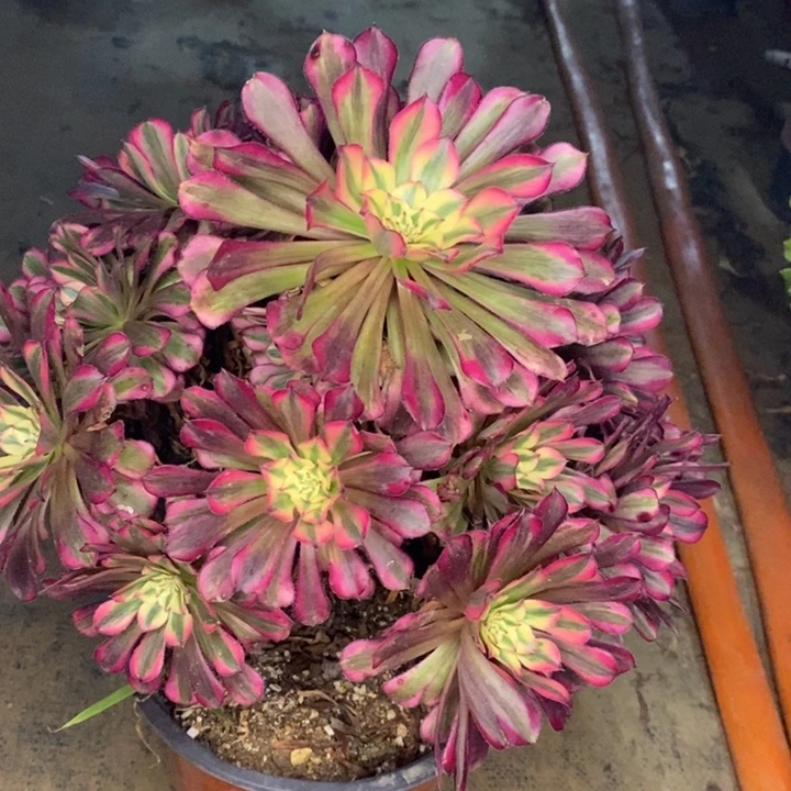 红桐白多肉植物27