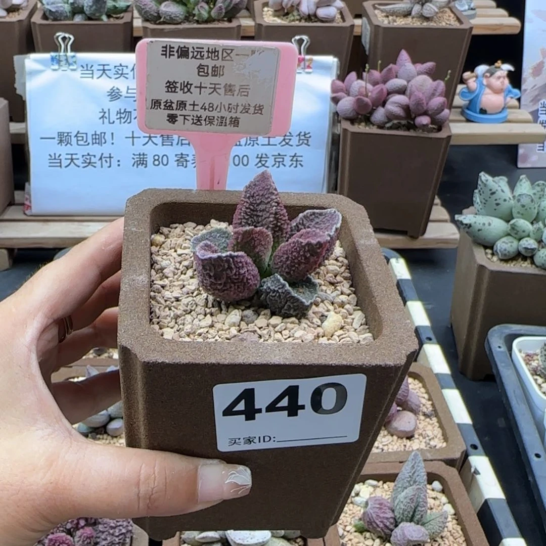 依*440夜澜多肉植物