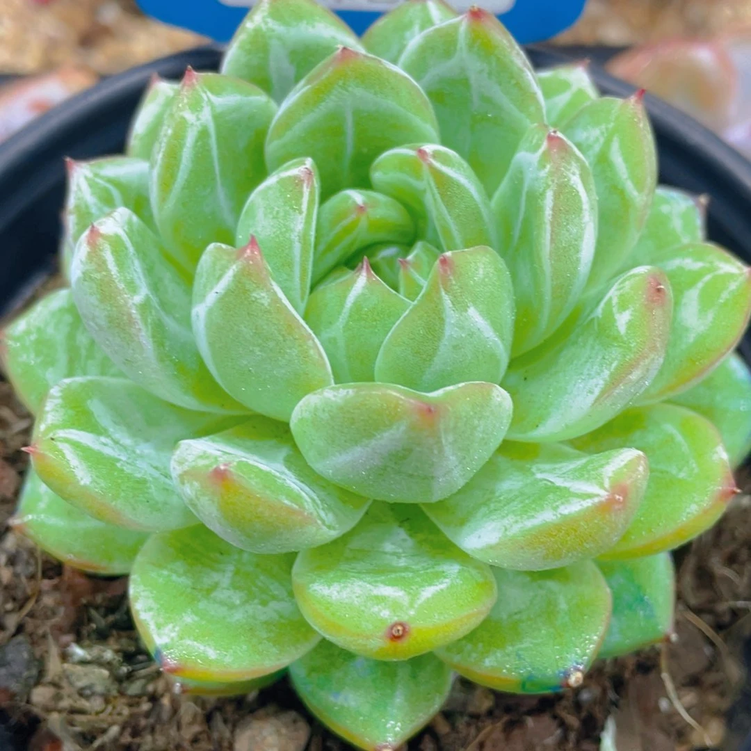 0615-26-雪花珍妮单头一颗