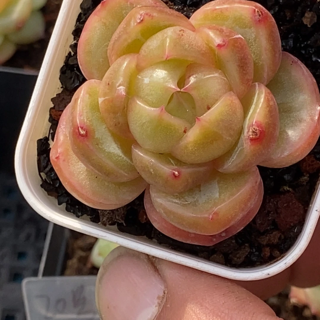 天官赐福百无禁忌