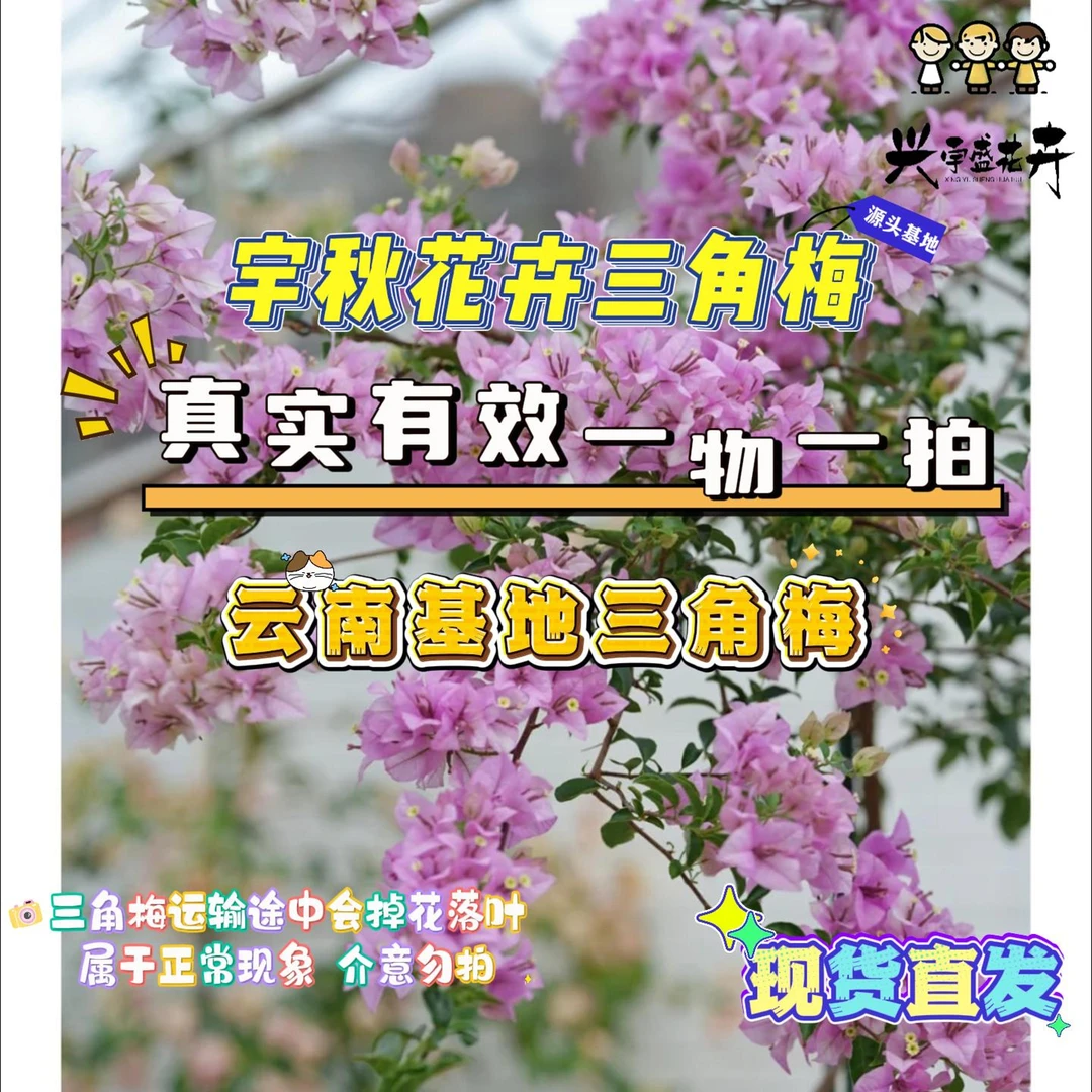 宇秋【双盆一物一拍】会掉花落叶会成光杆介意勿拍三角梅！