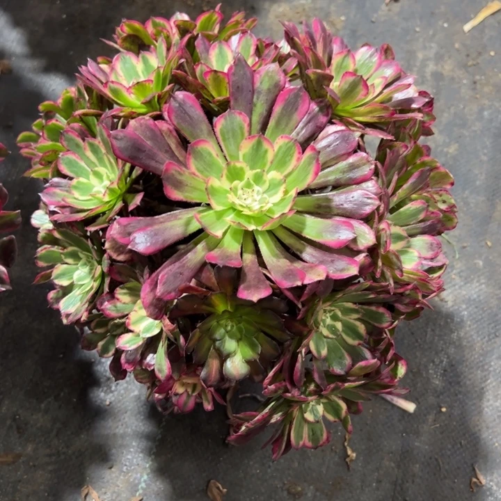 季月多肉植物花花