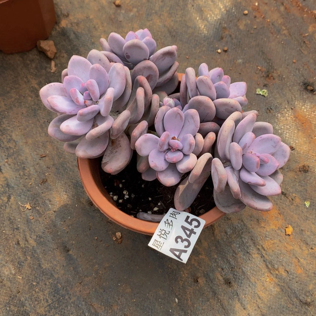 星悦多肉       A345