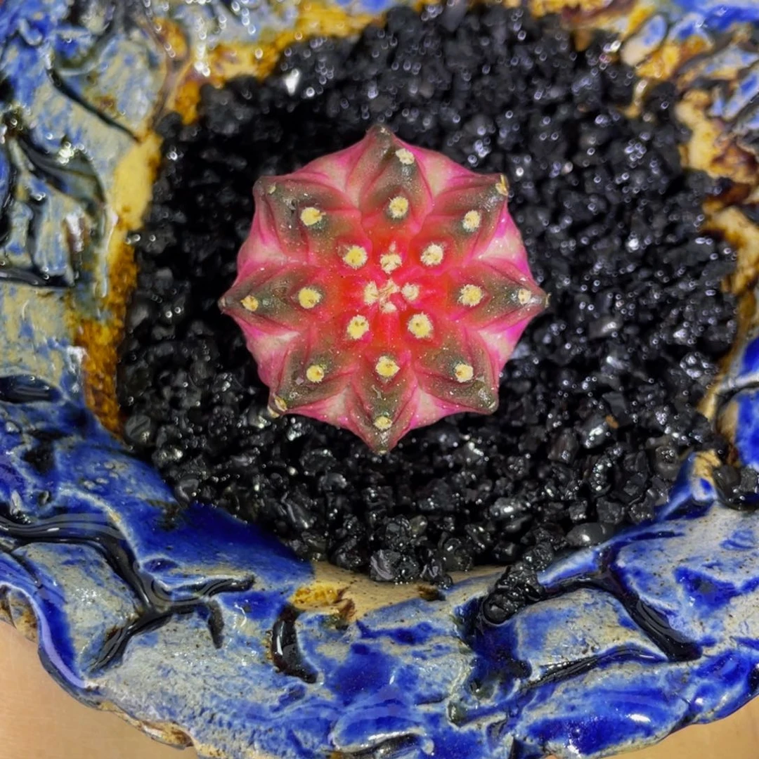 皇室轮回000000000107