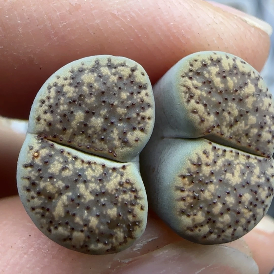 947 清框福利30包邮