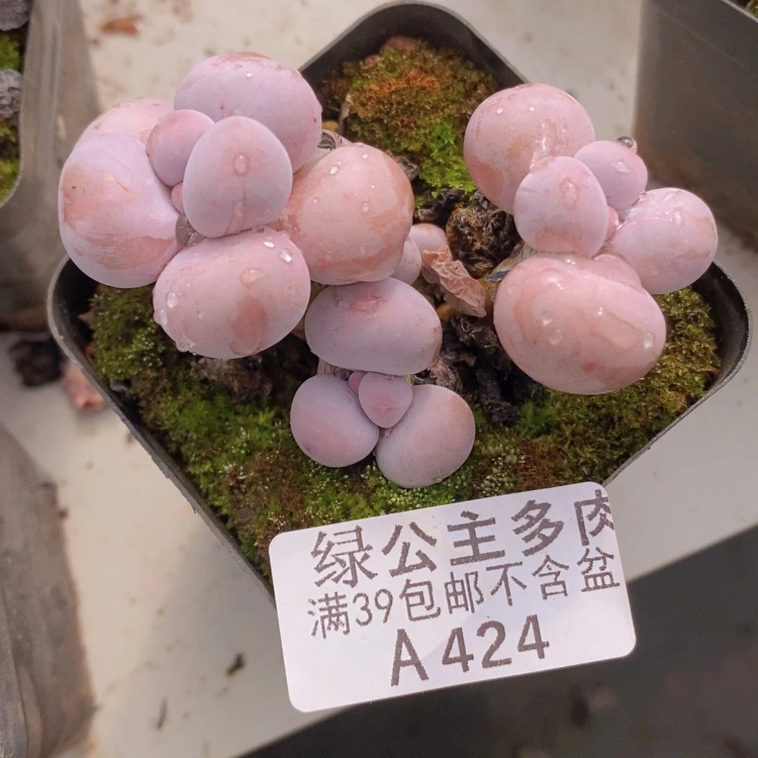 芭比奶洛6cm424多肉植物