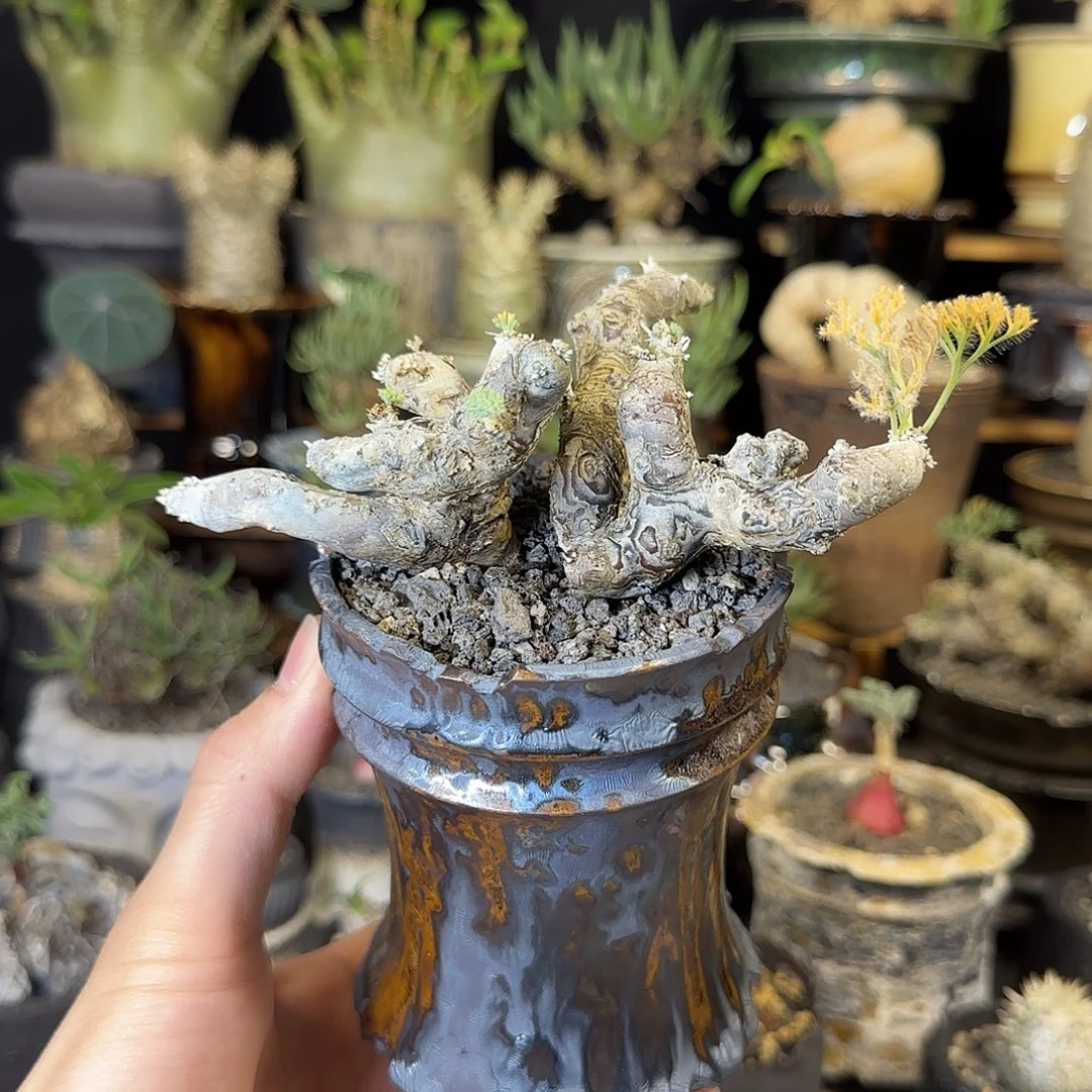 一物一拍黑皮月界05