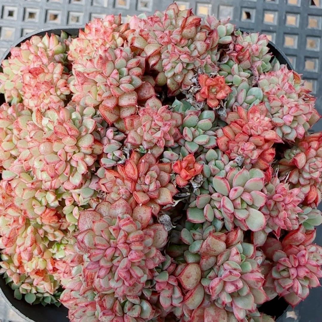 花语逸镜0917-50甜茶