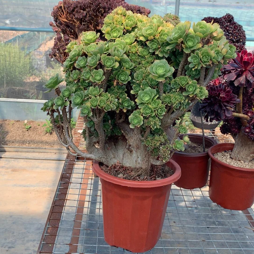 多**界绿羊绒朵朵唯下一颗