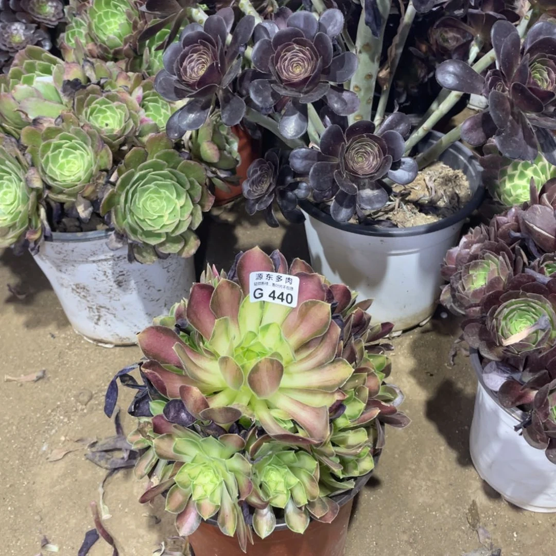 440韶华多肉法师断枝不包