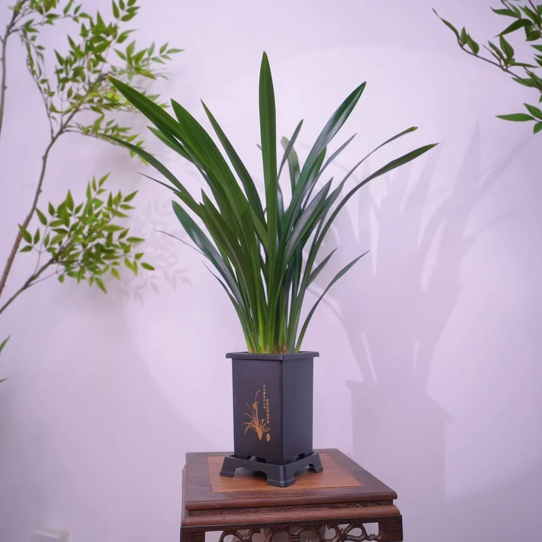 【6-8苗墨兰】浓香型年宵花室内阳台好养大气花卉绿植盆栽