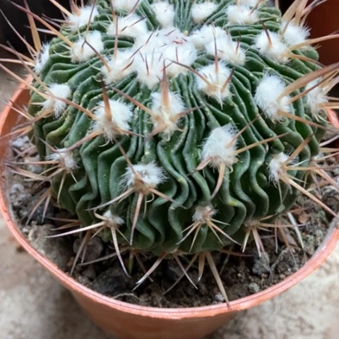 多棱玉仙人球10米仙人球