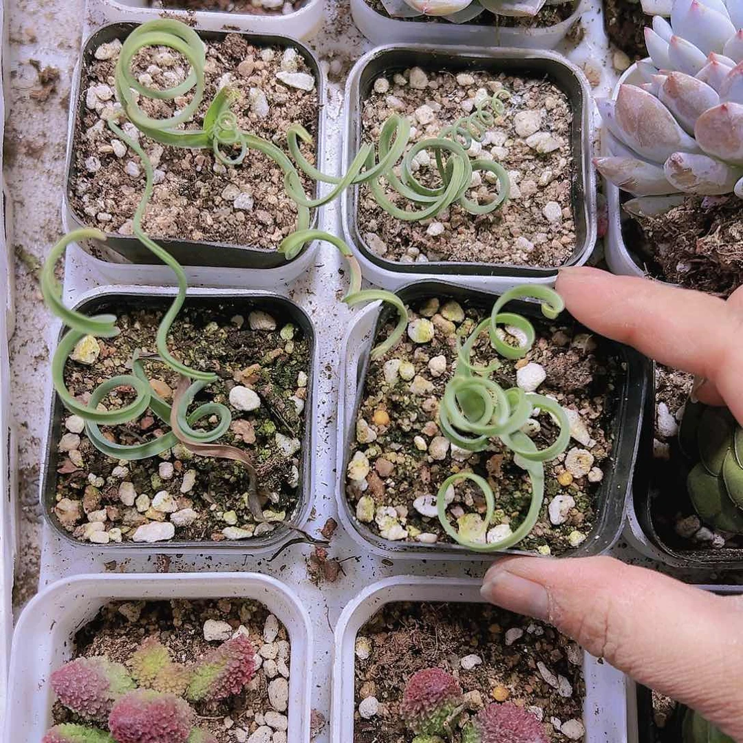 弹簧草19包邮多肉