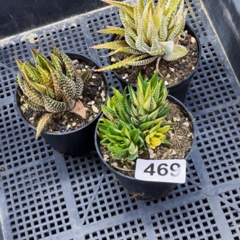 469硬叶锦一物一图如图