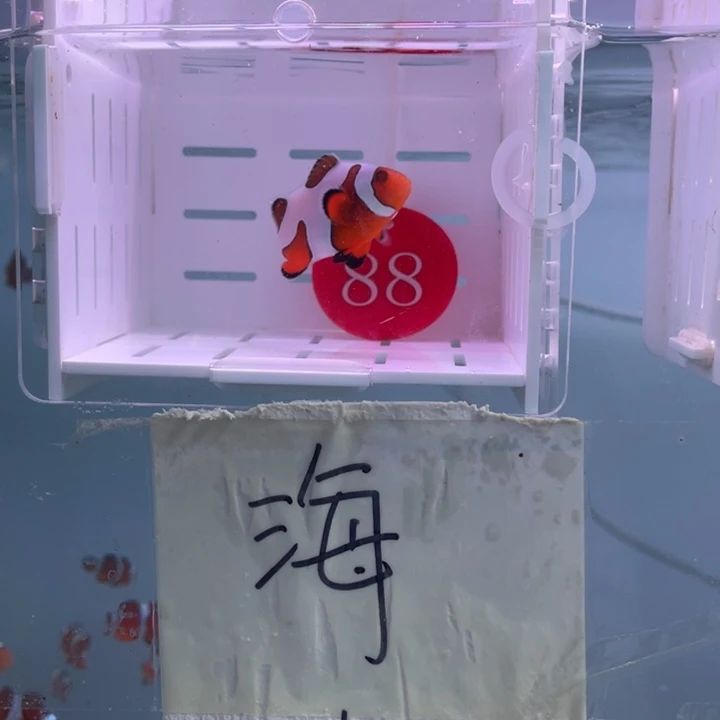 海水鱼精品达芬奇1条4-5