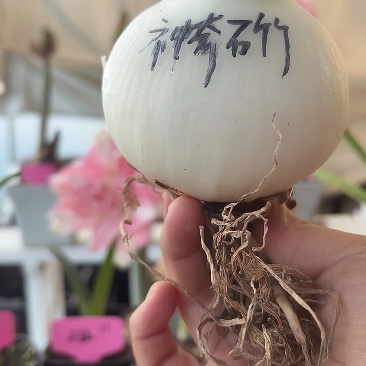 无花朵神奇石竹朱顶红直径8cm