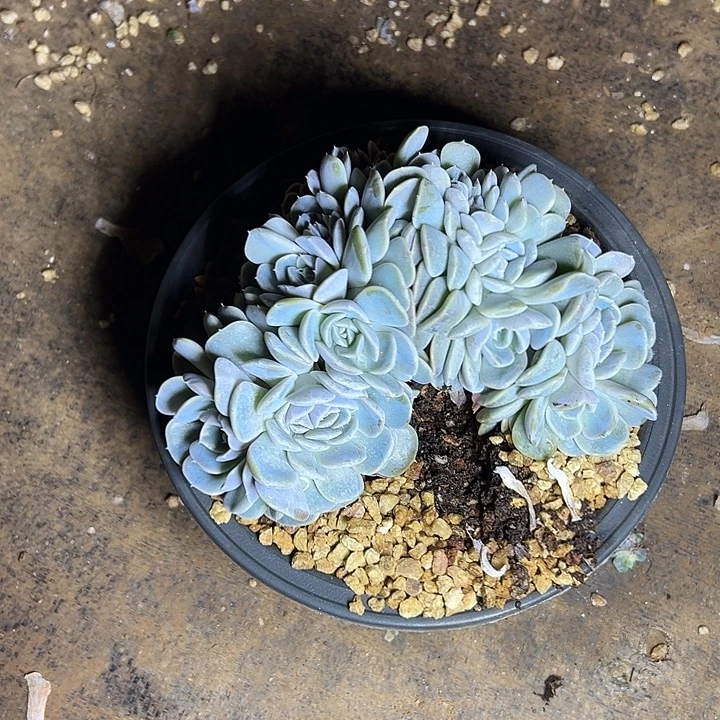 小****汉堡群生缀化多肉