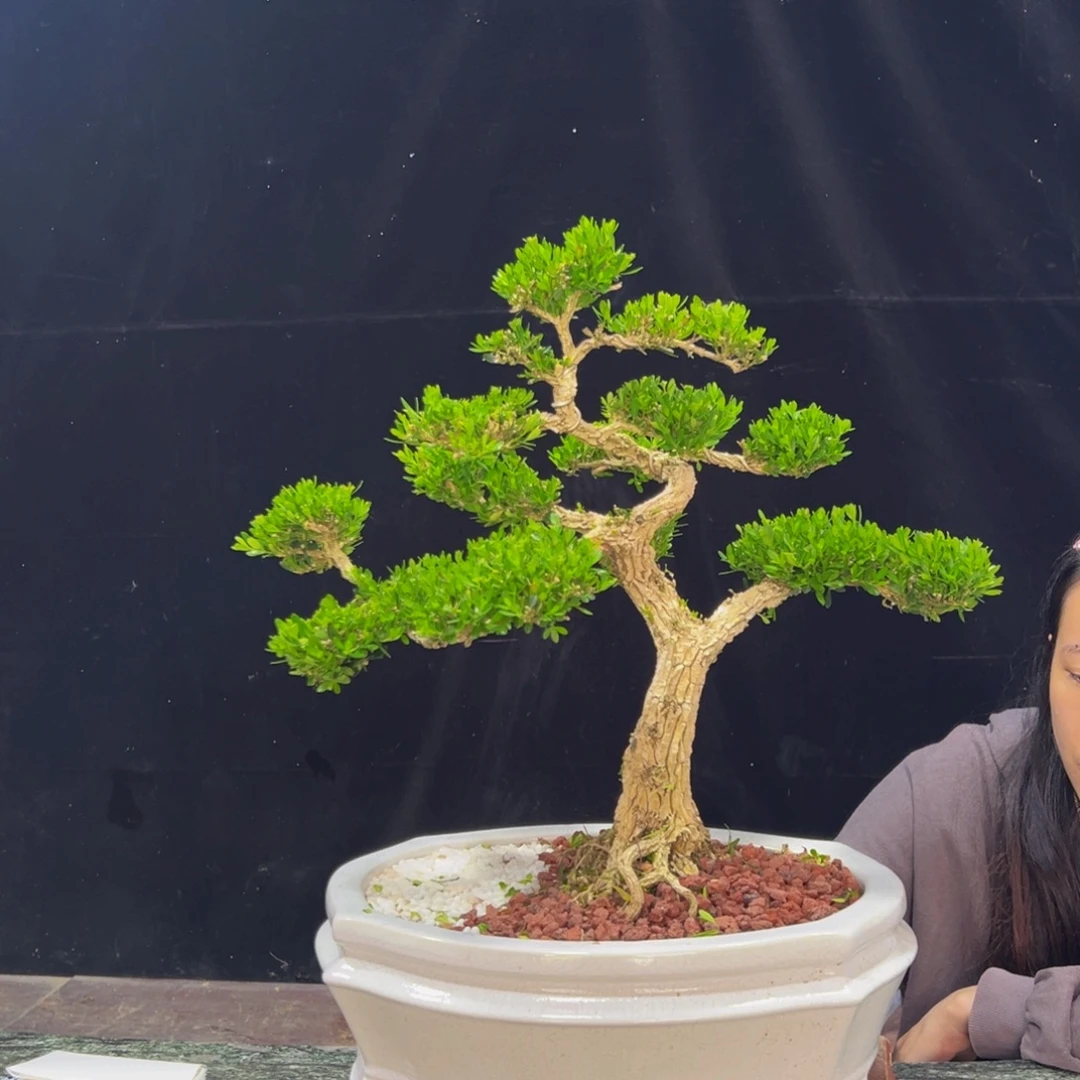 无花朵广东黄杨四季常青