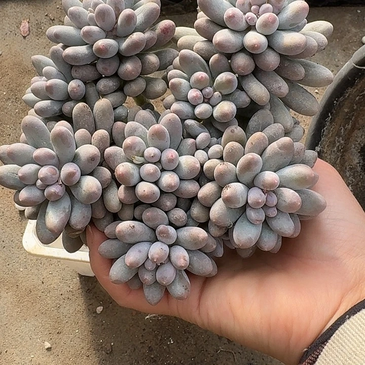 汤圆多肉植物微瑕