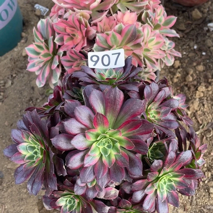 907组合无售后植物