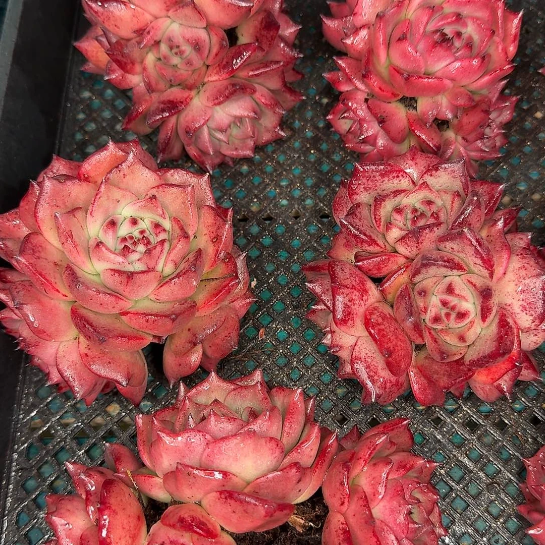 从前慢花园多肉编号-玫瑰海特
