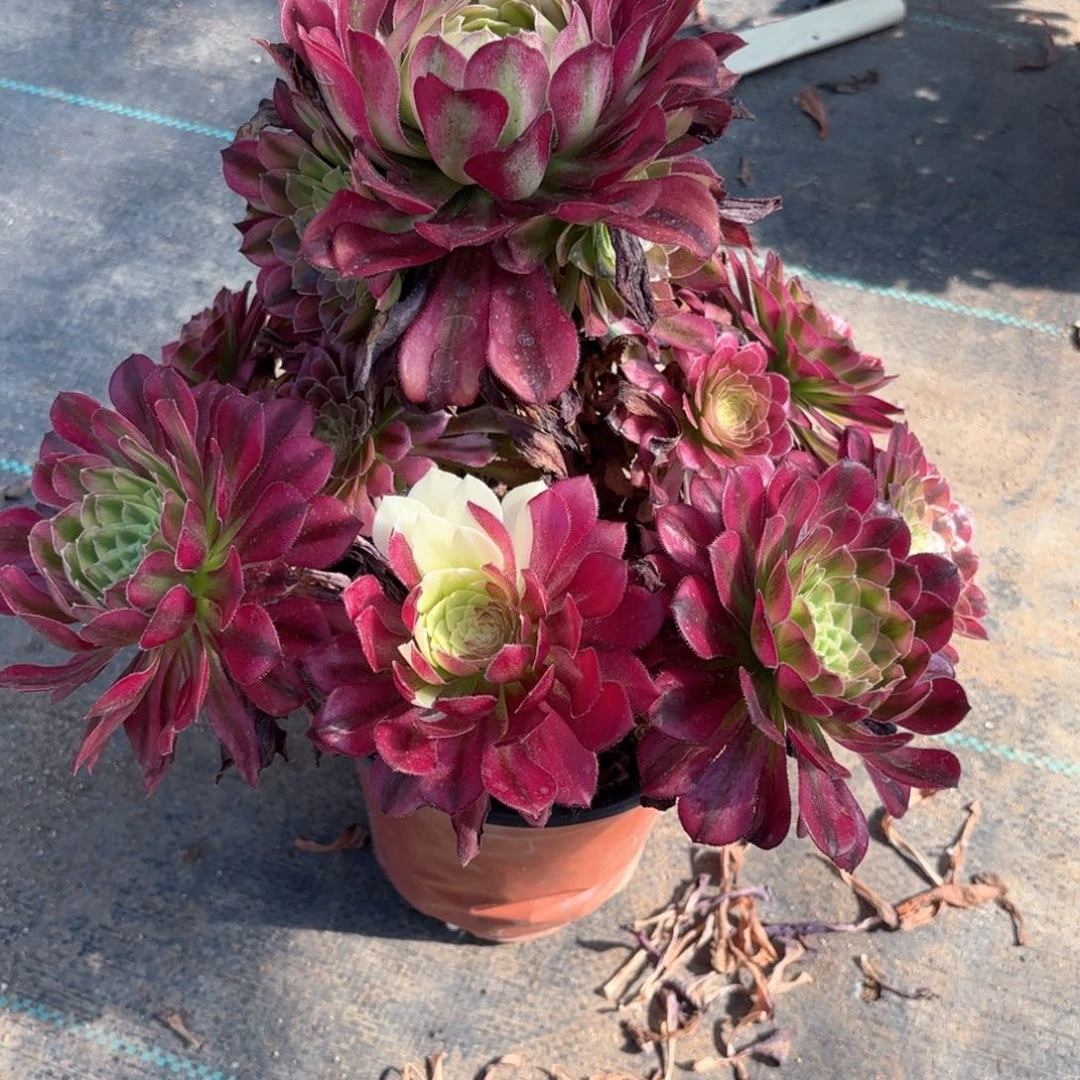 无花朵170青鸟多肉植物