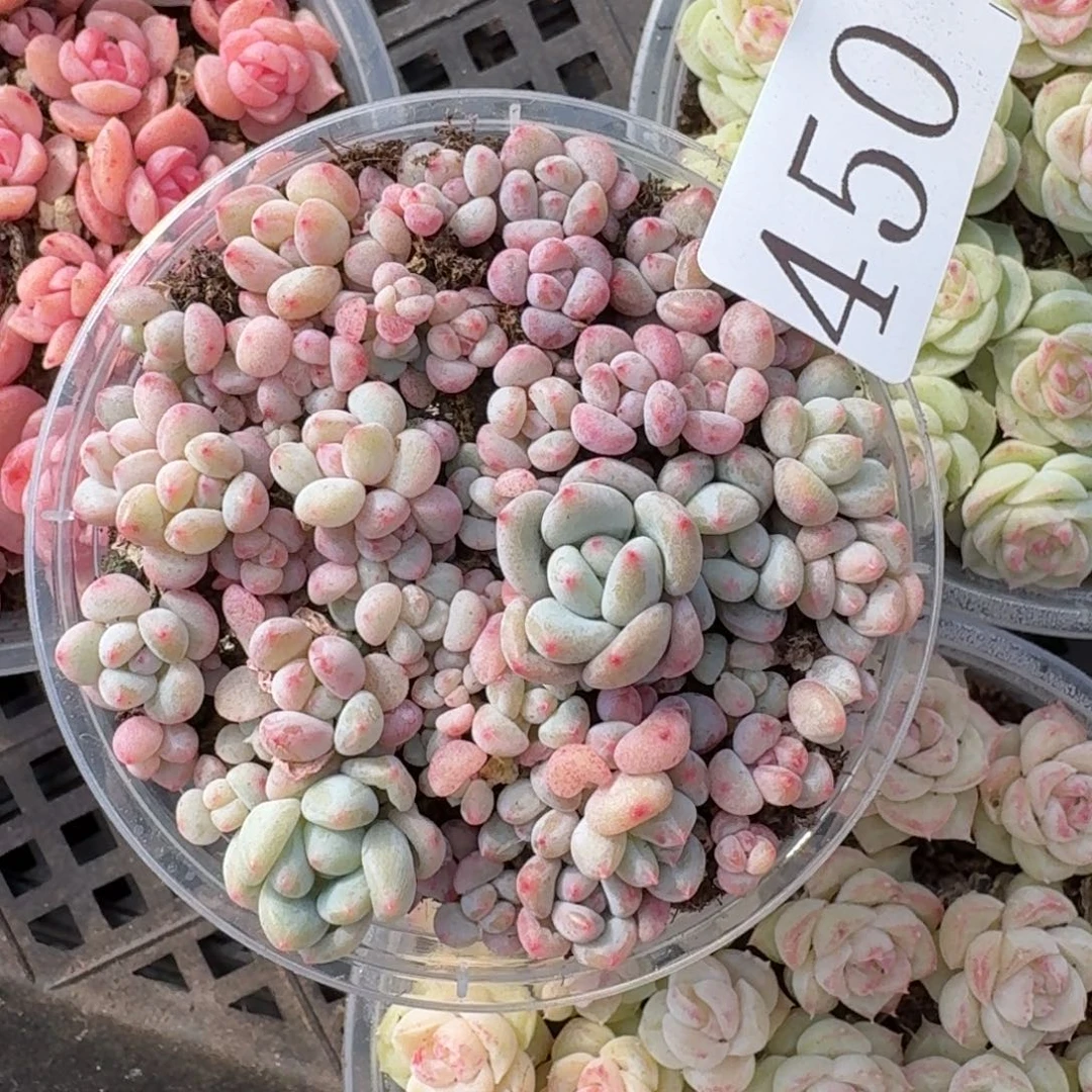 多肉植物多肉植物450