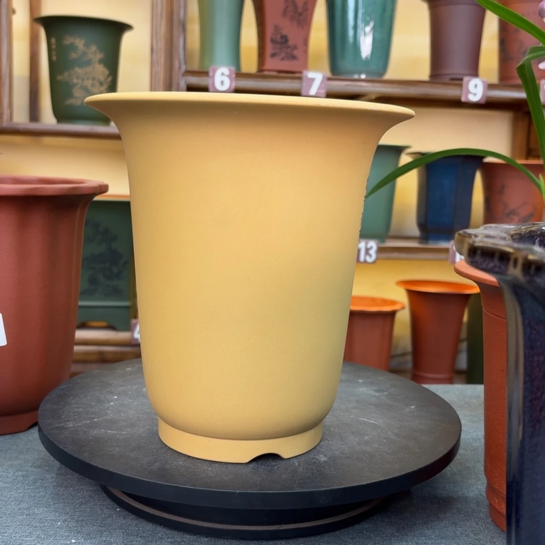 紫砂花盆黔****）兰花87346488464649