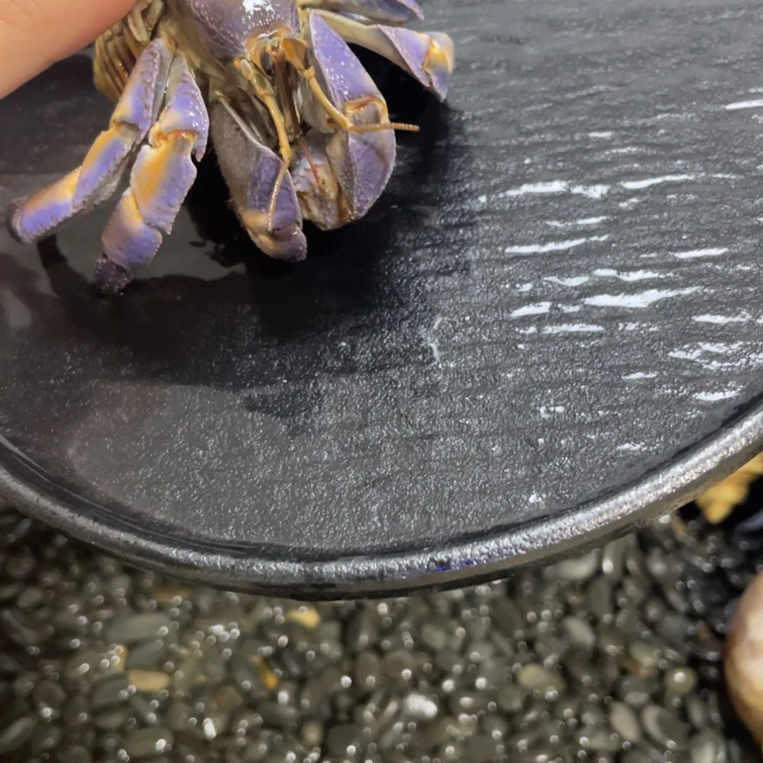 寄居蟹寄居蟹寄居蟹