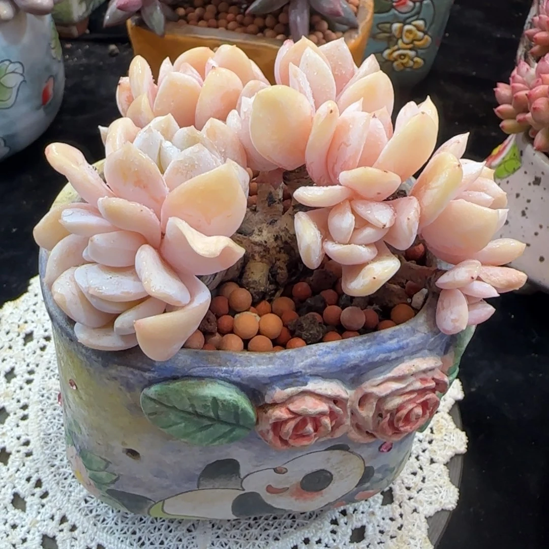 竹***火韩版雪特小树一颗