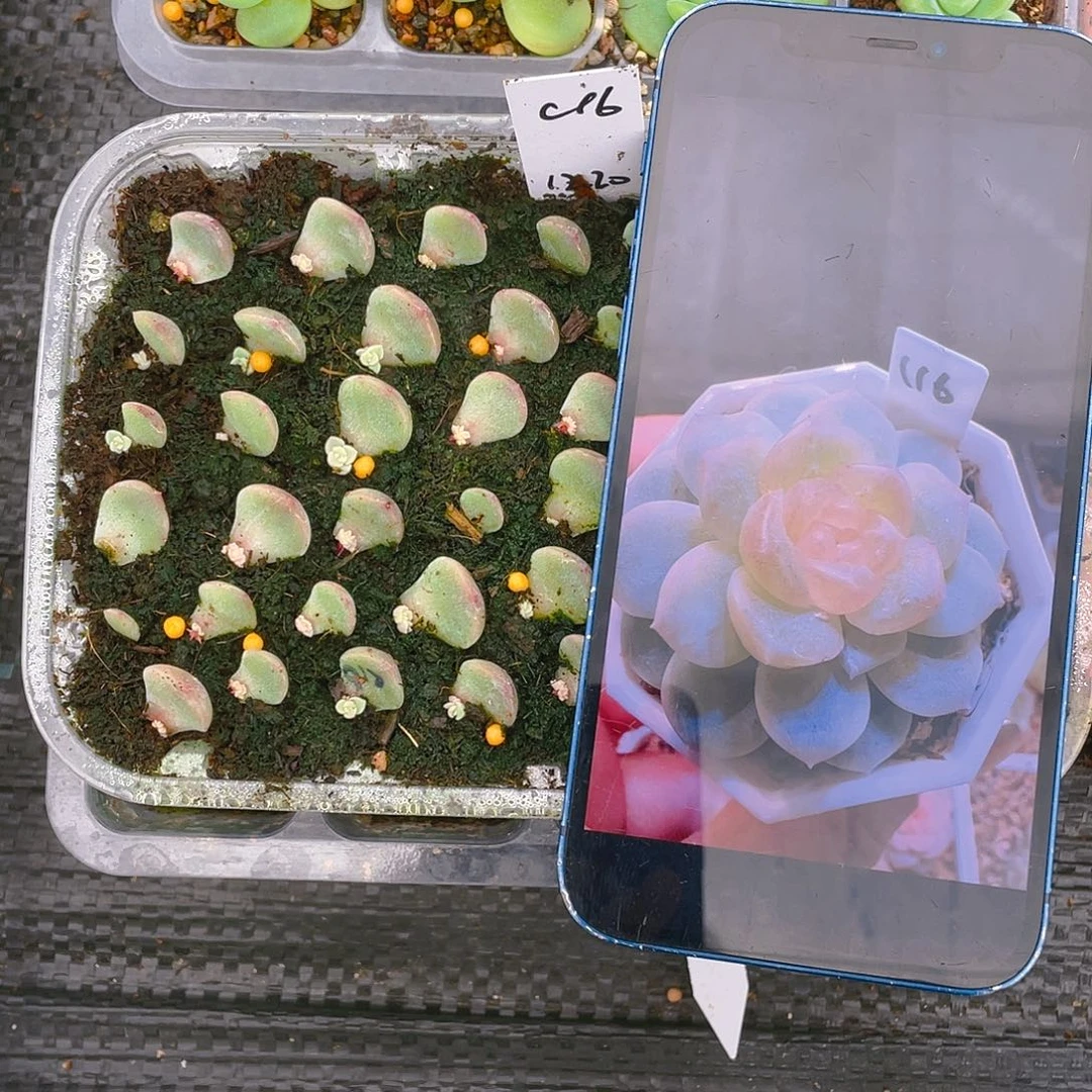 C16 芝麻苗一个满25包邮