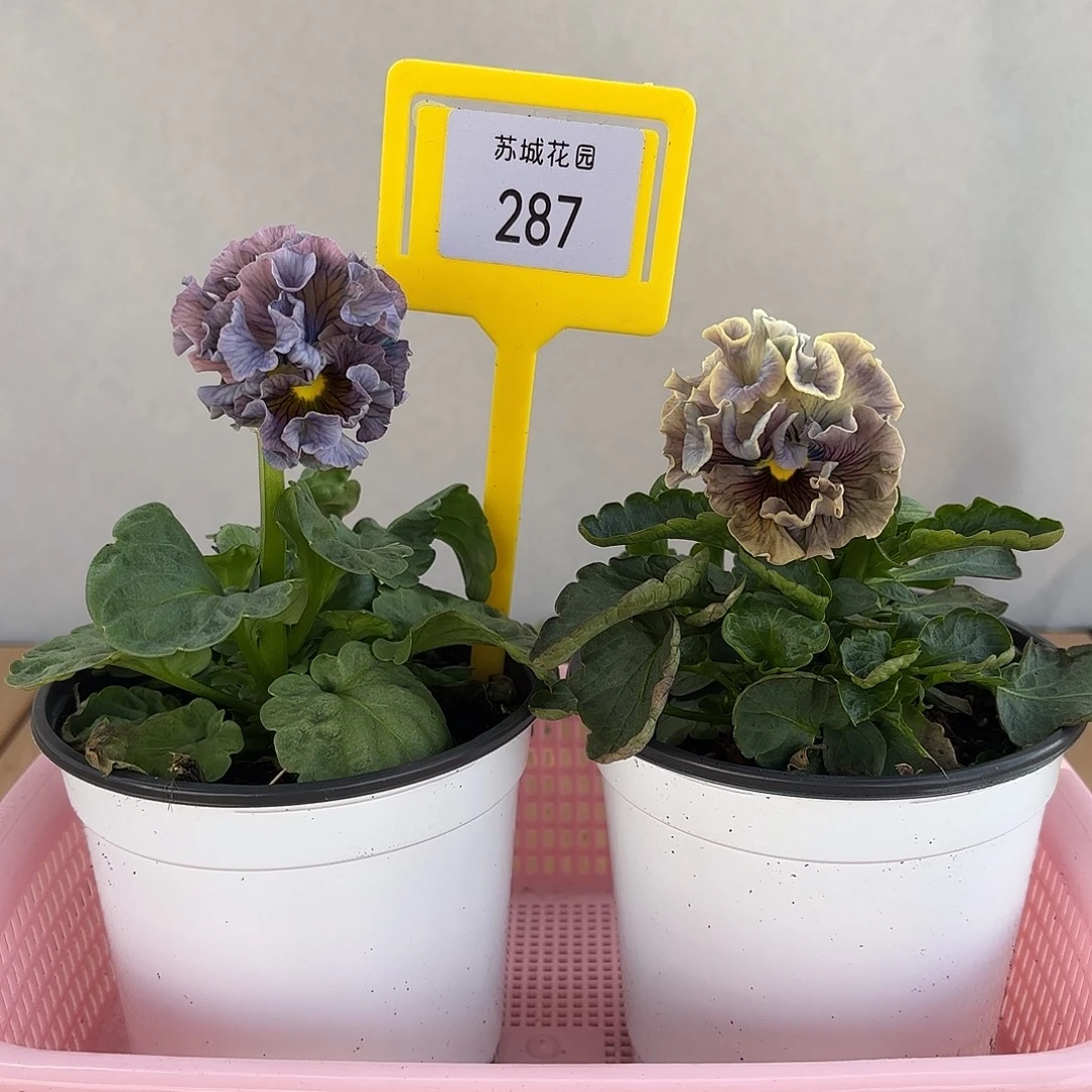 大部分开放少量花苞287