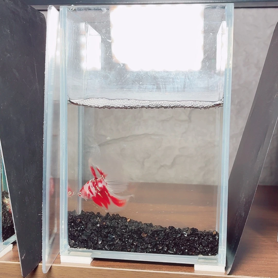 斗鱼彩金锦鲤半月