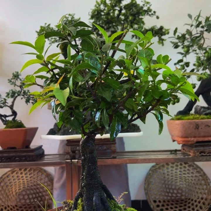完全开放金弹子盆景艺术一物一拍