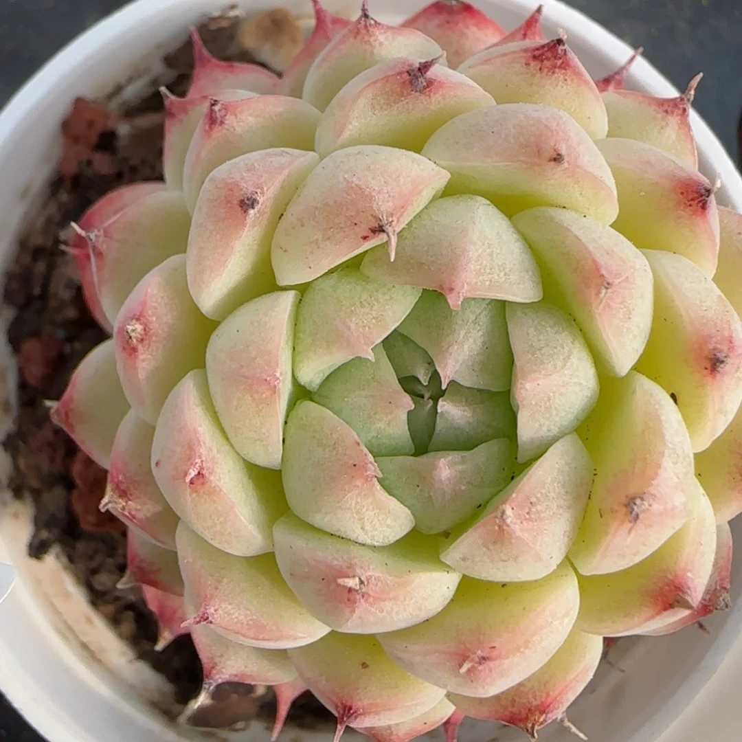 花语逸镜0225-47